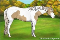 Horse Color:Palomino Sabino Tobiano