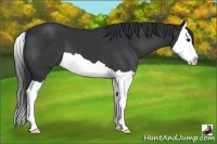 Horse Color:Black Splash 