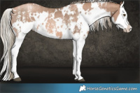 Horse Color:Liver Chestnut Pearl Sabino Splash  and White Spotted Liver Chestnut Pearl Sabino Splash 