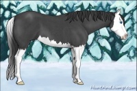 Horse Color:Blue Roan Splash