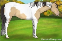 Horse Color:Amber Champagne Dun Tobiano