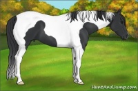 Horse Color:Black Tobiano 