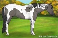 Horse Color:Grullo Roan Tobiano 