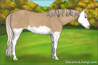 Horse Color:Palomino Splash 