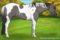 Horse Color:Grullo Roan Tobiano