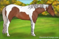 Horse Color:Silver Bay Roan Tobiano 