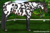 Horse Color:Brown Appaloosa