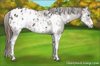 Horse Color:Liver Chestnut Sabino Splash Appaloosa  and Liver Chestnut Sabino Splash Frame Appaloosa 