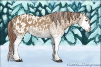 Horse Color:Red Dun Splash  and Red Dun Splash Appaloosa 