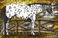 Horse Color:Liver Chestnut Sabino Splash Appaloosa  and Liver Chestnut Sabino Splash Appaloosa 