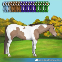 Horse Color:Classic Champagne Tobiano