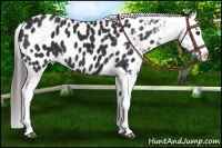 Horse Color:Black Appaloosa 