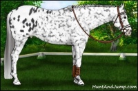 Horse Color:Black Appaloosa