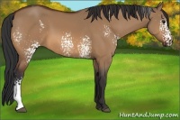Horse Color:White Spotted Bay Dun