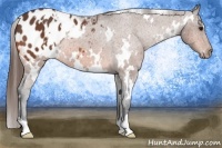 Horse Color:White Spotted Bay Appaloosa Rabicano