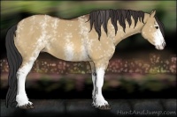 Horse Color:White Spotted Bay Dun