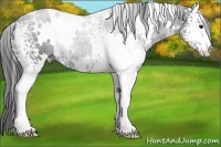 Horse Color:White Spotted Black