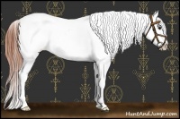 Horse Color:Bay Splash Appaloosa 