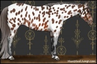 Horse Color:Brown Near Leopard