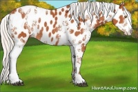 Horse Color:White Spotted Silver Bay Appaloosa Rabicano