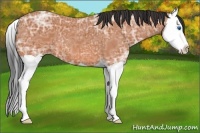 Horse Color:Bay Ice Splash 