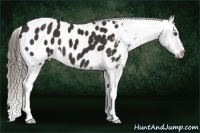 Horse Color:Liver Chestnut Appaloosa 
