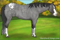 Horse Color:Blue Roan Sabino Splash Appaloosa