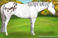 Horse Color:Liver Chestnut Splash Appaloosa 
