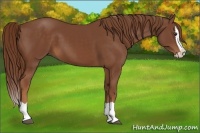 Horse Color:Chestnut Splash 