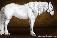 Horse Color:Liver Chestnut Sabino Splash Varnish