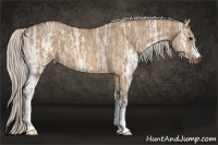 Horse Color:Silver Bay Ice Dun