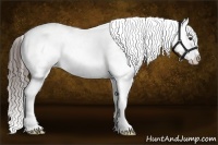 Horse Color:White Spotted Liver Chestnut Sabino Appaloosa Rabicano 