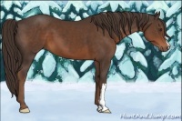 Horse Color:Liver Chestnut 