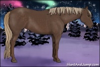 Horse Color:Liver Chestnut 