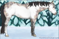 Horse Color:Plaid Buckskin Ice Frame