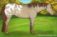 Horse Color:Red Dun Appaloosa 