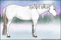 Horse Color:Chestnut Appaloosa 