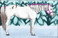 Horse Color:Bay Dun Appaloosa 