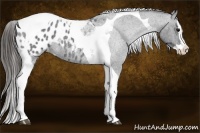 Horse Color:Blue Roan Splash Tobiano Appaloosa 
