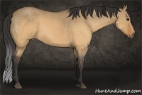 Horse Color:Buckskin Dun 