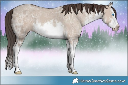 Horse Color:White Spotted Classic Champagne Ice Dun Splash 