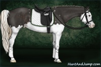 Horse Color:White Spotted Liver Chestnut Sabino Splash 