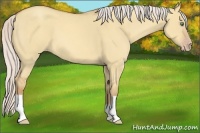 Horse Color:Silver Amber Champagne Dun 