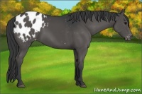 Horse Color:Black Appaloosa 
