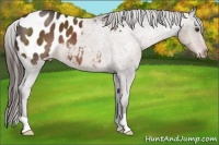 Horse Color:Liver Chestnut Appaloosa 