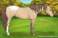 Horse Color:Amber Champagne Appaloosa 