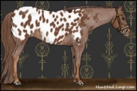 Horse Color:Chestnut Appaloosa 