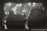 Horse Color:White Spotted Blue Roan 