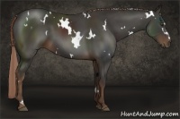 Horse Color:White Spotted Liver Chestnut 