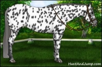 Horse Color:Black Appaloosa